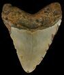 Bargain, Megalodon Tooth - North Carolina #67271-2